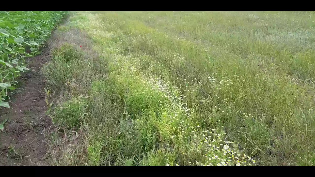 Evrensekiz çiçek tarlaları