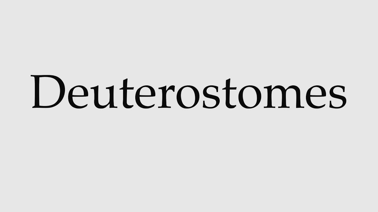 How To Pronounce Deuterostomes