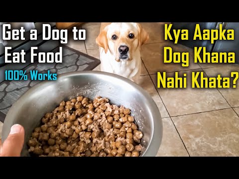 My Dog is Not Eating Food | Do This to Solve Fussy/Picky Eating Problem | Guaranteed