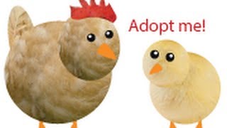 Chicken Pet Game screenshot 1