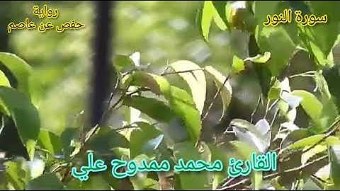 سورة ( النور ) كاملة للقارئ الشيخ محمد ممدوح علي