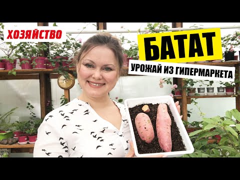 Как прорастить батат из супермаркета