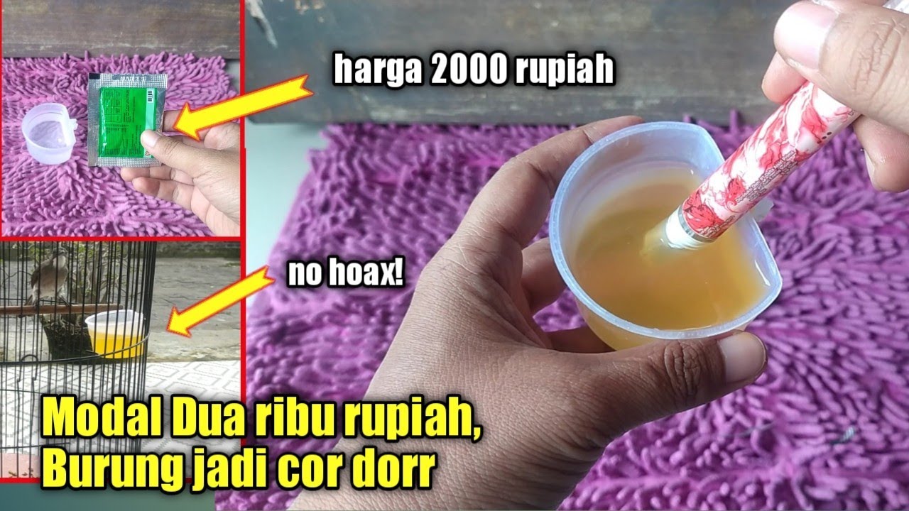 JANGAN ANGGAP REMEH RAMUAN INI, BIKIN BURUNGMU JADI COR DORR!