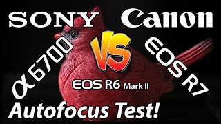 Sony a6700 Vs Canon R7 Vs R6 Mark II Autofocus Test for Bird Photography!