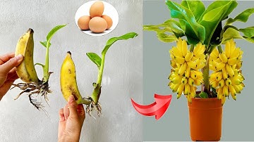 GOOD TECHNIQUE using chicken eggs to propagate banana plants simply at home without buying seedlings