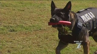 Greenville Police Dogs Get Bullet, Stab-Resistant Vests