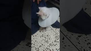 Sweetu ki almari ke liye Curiosity | Pagal ho gaya hai | @Sweetupersiancat2024 by Sweetu - The Persian Cat 125 views 2 weeks ago 3 minutes, 14 seconds