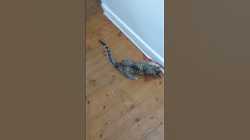 cat plays with string #cats #catshorts #catmom #catvideos #viralshorts #viralvideo #viral #play