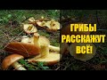 ☢ Грибы расскажут всё! Определение статуса радиоактивных зон.