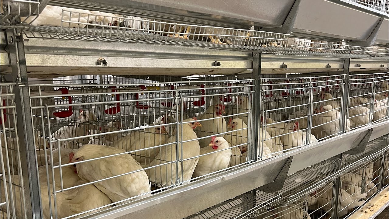 بطاريات دواجن بياض شركه الفردى الاسماعيليه 01124661920