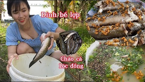 Thăm lờ cá dính bể lợp luôn về nấu cháo cá lóc đồng ăn giải cảm #thanhgiangvlog