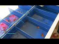【下町】60年間癒しを届ける町の老舗金魚屋さん!!!!