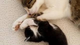 Mother Cat & Kittens #5 | This is Cat by This is Cat 374 views 3 years ago 8 minutes, 45 seconds