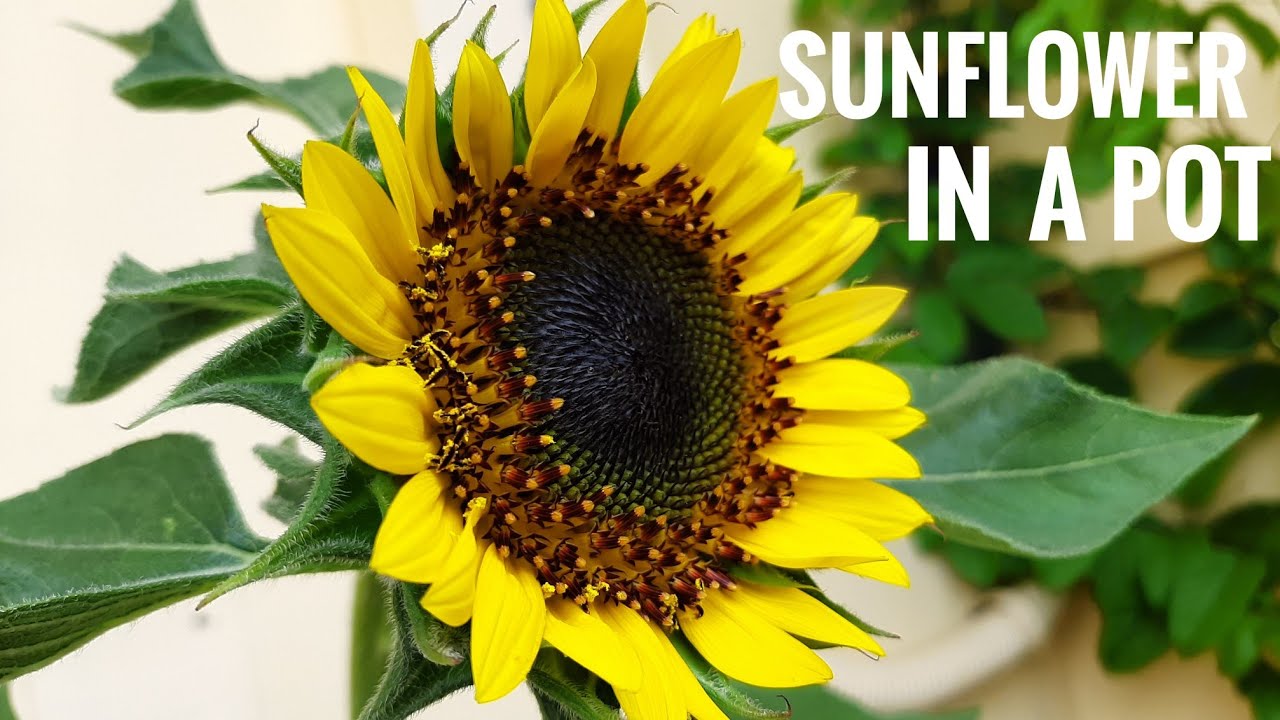 SUNFLOWER EASY TO GROW FLOWER IN POTS + UV LIGHT LOOK YouTube
