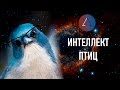 ЛЕКЦИЯ / Светлана Яковлева про интеллект птиц. /