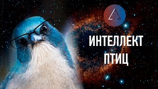 ЛЕКЦИЯ / Светлана Яковлева про интеллект птиц. /