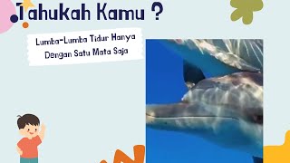 Tahukah Kamu ? Lumba-Lumba Tidur Dengan Satu Mata Terbuka Loh.. 🤔#animals #hewanbesar