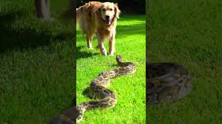 Dog meet the Python for the first time