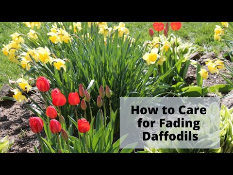 Video: When To Prune Daffodils After Flowering? Do You Need Pruning? How To Properly Cut The Leaves On Faded Daffodils?