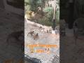 Fight Between two monkeys and dogs #viralvideo #ekmotahathighumechala #bome #animals