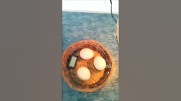 🐣how to make an incubator#youtube #chickenfarm #egg