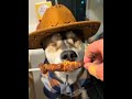 Steady and unshakable, the reliable dog