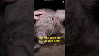 If Animals Could Speak A Human Language... (Pt. 2)