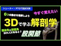 股関節【3Dで学ぶ解剖学】