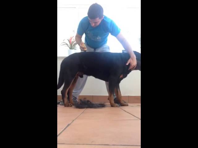 Deshedding Rottweiler with Furminator 