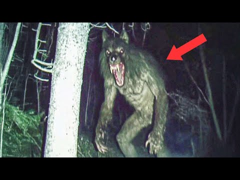 Hunted By Alpha Predators...