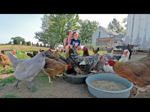 Video: Hen Is Visiting The White House