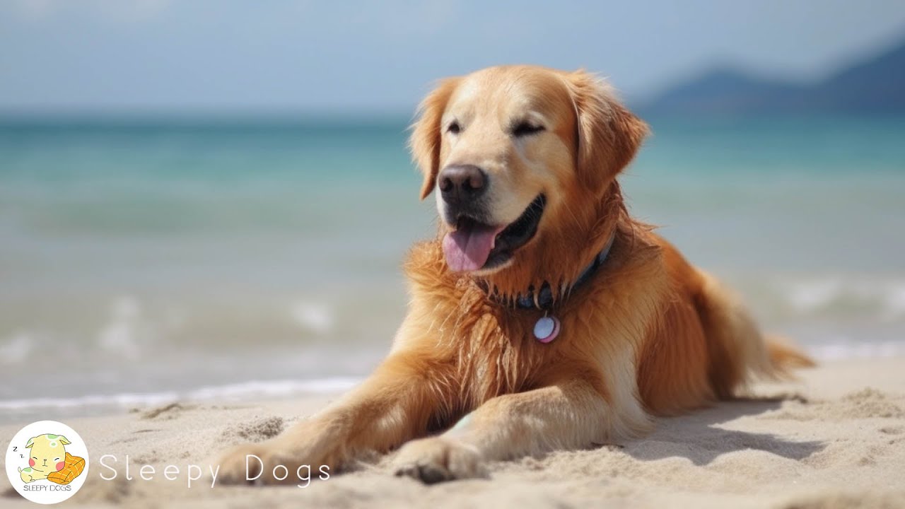 Dog Music   Relaxing Sounds for Dogs with Anxiety Helped 4 Million Dogs Worldwide