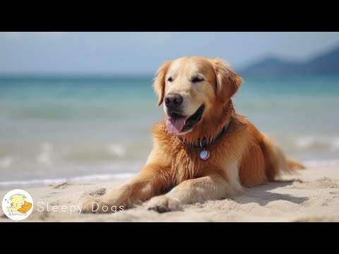Видео: Собачья музыка - расслабляющие звуки для собак с беспокойством! Помог 4 миллиона собак по всему м...