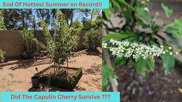 End of Summer Update on Capulin Cherry & Meyer Lemon Zone 9B Phoenix AZ