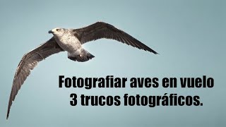 Fotografía De Aves En Vuelo 3 Trucos Para Iniciarse