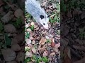 MY Baby Possum 🦡#subscribe #cute#baby#possums #adorable #shorts