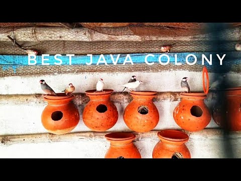 Best Java colony  #subhasparrot #javabreeding