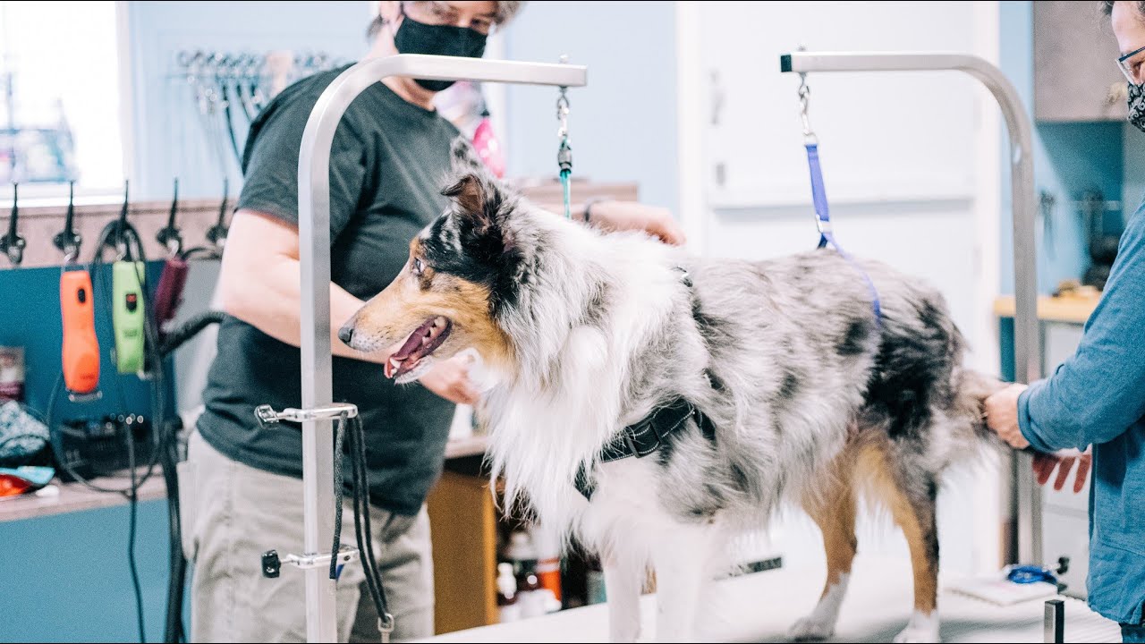 Beauty for Dogs Shawville Pet Grooming YouTube