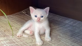 Little Cute Kittens living on the street. These Kittens are so beautiful.