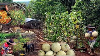 Super jumbo melon harvest, chili harvest, life on the mountain ep 170