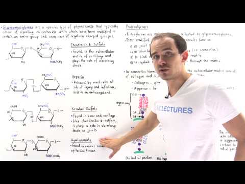 Glycosaminoglycans and Proteoglycans