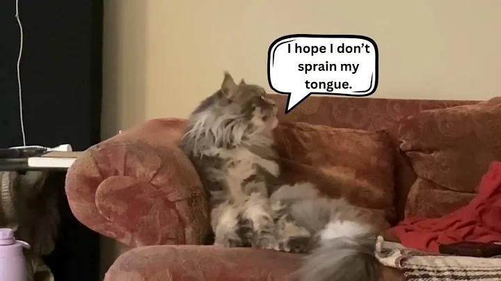 Video 10267861: maine coon grooming, fluffy maine coon, cat grooming