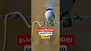 പ്രകൃതിയിലെ ക്രൂരനായ പക്ഷി #shorts #bird #malayalam