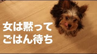 【犬動画】うちのワンコはごはんを待って奪う