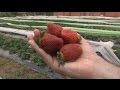 Leite e gua no cultivo de morangos orgnicos  programa rio grande rural