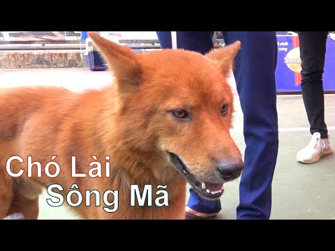 Video Bất Ngờ Gặp Chó Lài Sông Mã tại Thủ Đô Hà Nội/... - youtube