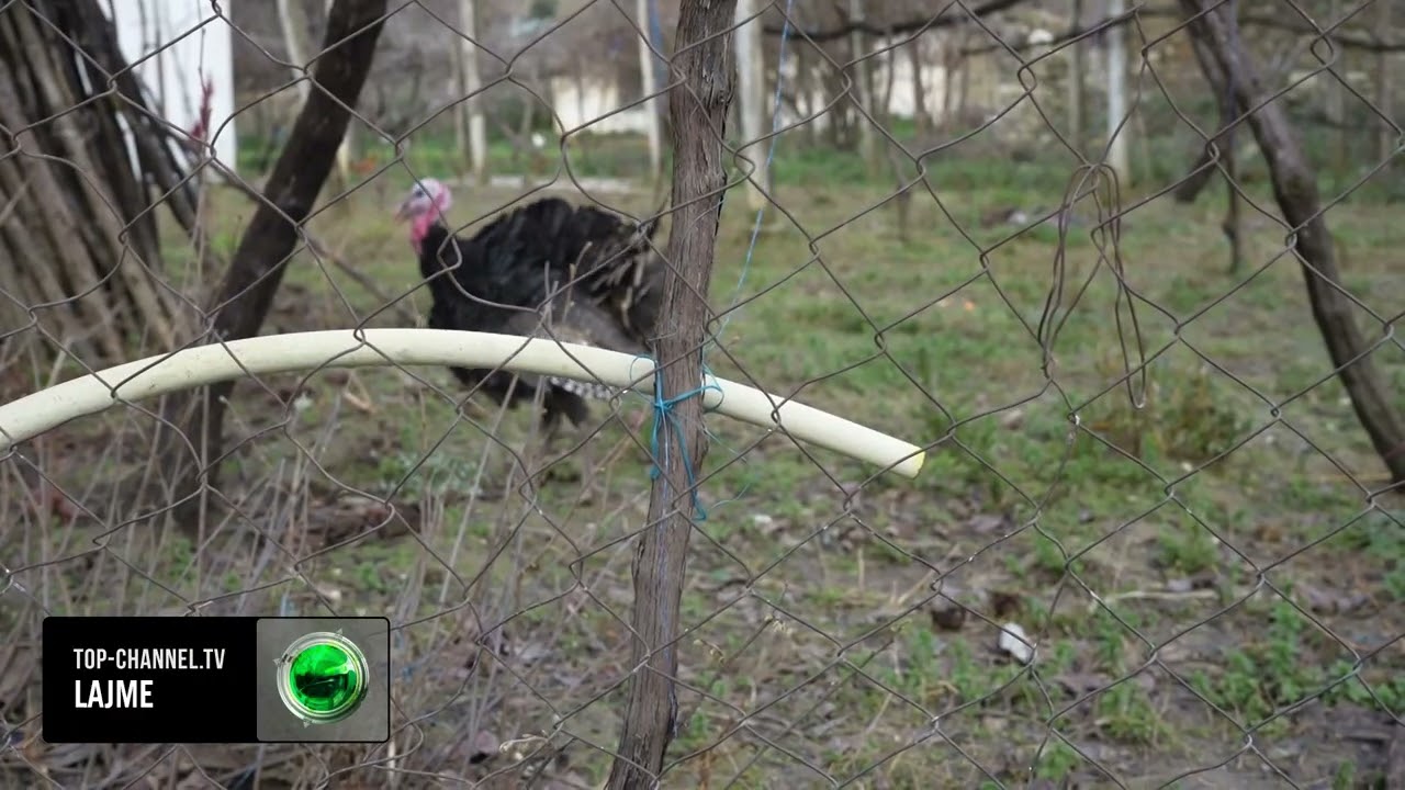 Top Channel/ Banorët pijnë ujë pusi. Memaliaj, fshati Iliras nuk furnizohet nga ujësjellësi