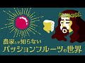 農家しか知らない、パッションフルーツの世界 / 沖縄県糸満#01