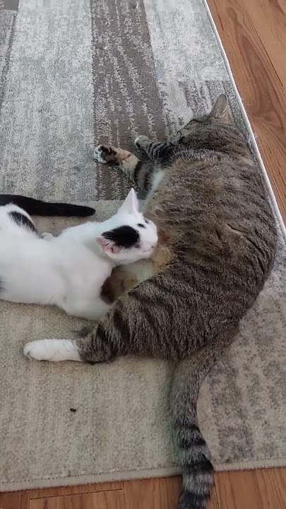 Anak kucing menyusu, tapi bukan induknya #anakkucing #menyusui #memberimakan