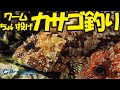 ワームちょい投げのカサゴ釣り～ルアー・ポイント・アクション解説～【#カサゴ】【#ライトゲーム】